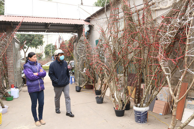 Chị Nguyễn Thị Đủ (Bắc Giang) đang giới thiệu đ&agrave;o rừng cho kh&aacute;ch. Năm nay, gia đ&igrave;nh chị Đủ c&oacute; khoảng 200 gốc đ&agrave;o rừng b&aacute;n Tết Nguy&ecirc;n đ&aacute;n, thời điểm n&agrave;y đ&atilde; b&aacute;n được 1/3. Theo thương l&aacute;i n&agrave;y, năm nay nhu cầu người mua cao n&ecirc;n sức ti&ecirc;u thụ cũng tốt hơn mọi năm.