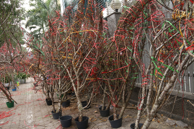 Nhiều d&acirc;n chơi quan niệm, sở hữu được một gốc đ&agrave;o cổ thụ với d&aacute;ng độc l&agrave; năm mới sẽ gặp nhiều may mắn, ph&aacute;t lộc trong l&agrave;m ăn. V&igrave; thế, d&ugrave; c&oacute; gi&aacute; cao song rất nhiều người vẫn sẵn s&agrave;ng m&oacute;c hầu bao. Đ&acirc;y cũng l&agrave; l&yacute; do m&agrave; mỗi năm c&oacute; h&agrave;ng trăm thương lai đổ bộ l&ecirc;n c&aacute;c c&aacute;nh rừng T&acirc;y Bắc để săn được đ&agrave;o rừng cổ thụ!.