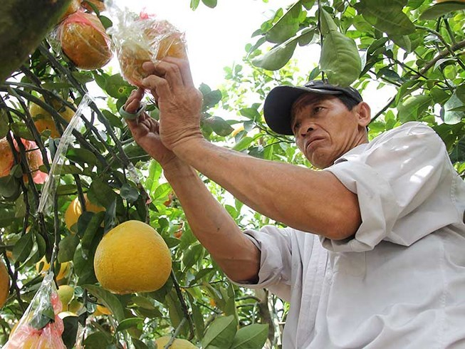 Ng&agrave;y Tết, nh&agrave; nh&agrave; đều cố gắng để c&oacute; v&agrave;i c&acirc;y kiểng, hoa để chưng trong nh&agrave;. Ngo&agrave;i chuyện l&agrave;m đẹp, d&acirc;n gian quan niệm hoa kiểng c&ograve;n mang lại sự may mắn, sung t&uacute;c trong năm mới.