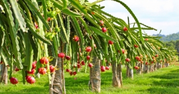 Công ty Nông nghiệp FLC Biscom được chấp thuận đầu tư nông nghiệp công nghệ cao tại Quảng Trị