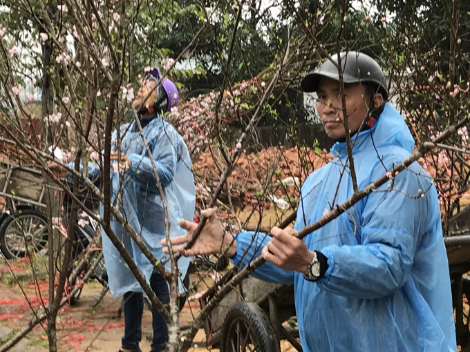 Những c&agrave;nh đ&agrave;o như trang điểm cho th&agrave;nh phố rực sắc xu&acirc;n trong gi&aacute; lạnh.