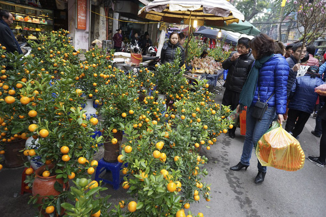 Từ nhiều năm nay, chợ hoa H&agrave;ng Lược chỉ tập trung b&aacute;n c&aacute;c loại đ&agrave;o quất c&oacute; độ lớn vừa phải theo nhu cầu của người mua. Rất nhiều người d&acirc;n đi chợ hoa kh&ocirc;ng chỉ để mua hoa m&agrave; c&ograve;n để nhấm nh&aacute;p hương vị Tết Nguy&ecirc;n đ&aacute;n đặc biệt ở phố cổ H&agrave; Nội.
