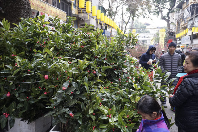 Hoa hải đường được b&aacute;n theo c&agrave;nh, gi&aacute; trung b&igrave;nh 70 ngh&igrave;n đồng.