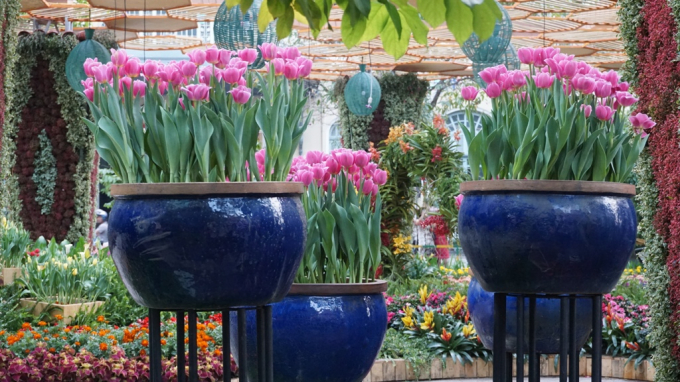 Nhiều lo&agrave;i hoa lạ được trưng b&agrave;y.