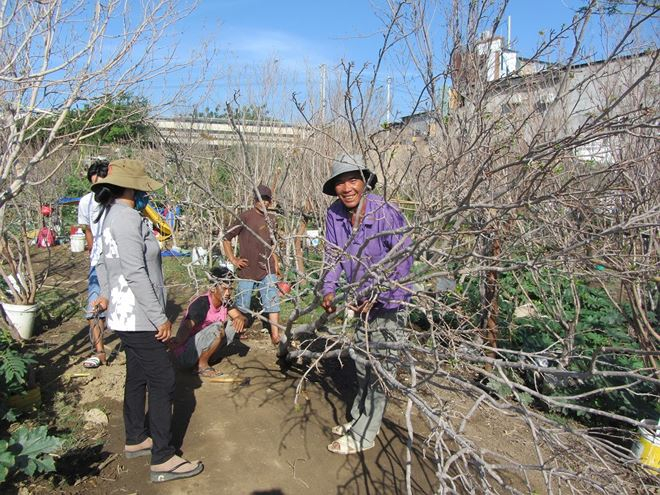 Một địa điểm tập trung b&aacute;n Mai rừng dịp gi&aacute;p Tết.