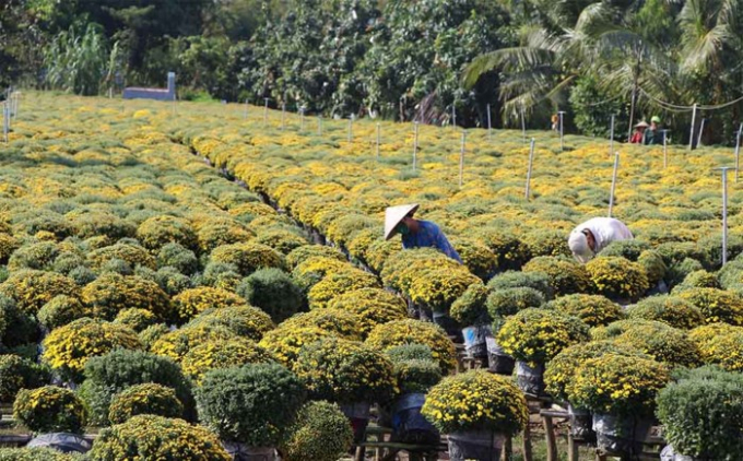 L&agrave;ng hoa 'vạn người m&ecirc;' đ&ocirc;ng nghẹt ng&agrave;y cận Tết