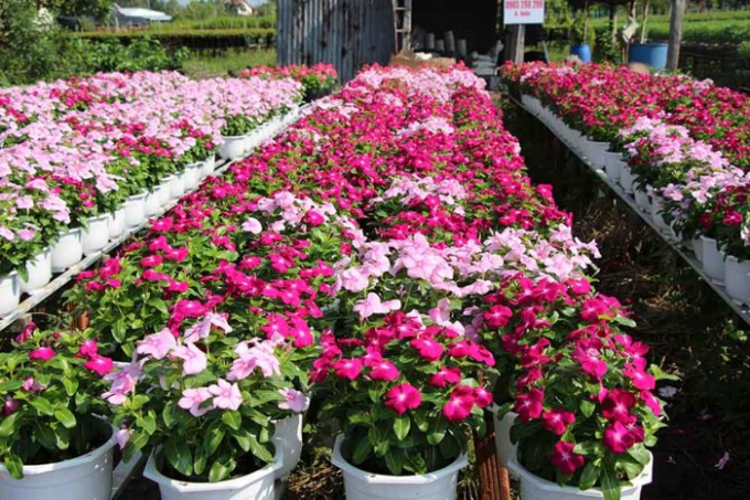 Từ đầu th&aacute;ng Chạp, l&agrave;ng hoa Sa Đ&eacute;c thu h&uacute;t đ&ocirc;ng du kh&aacute;ch về tham quan. Đường hoa Sa Nhi&ecirc;n &ndash; Cai Dao với d&agrave;i khoảng 2,5km l&agrave; nơi người d&acirc;n tập trung đ&ocirc;ng nh&agrave; trồng hoa nhiều nhất.