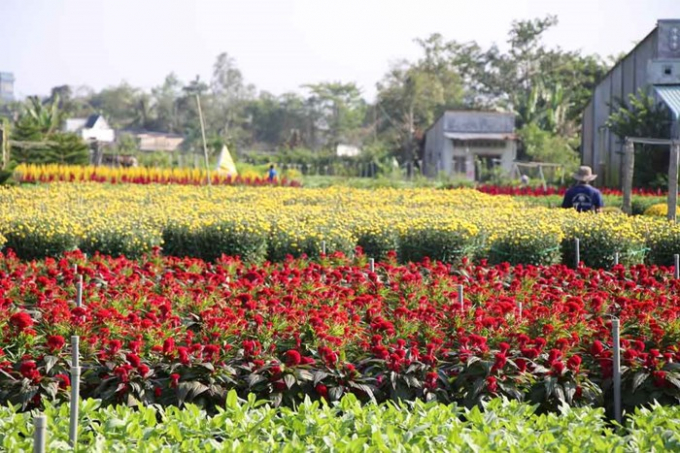 Dịp tết năm nay, l&agrave;ng hoa Sa Đ&eacute;c dịp tết n&agrave;y dự kiến sẽ cung ứng ra thị trường khoảng 2 triệu giỏ hoa c&aacute;c loại, chủ lực vẫn l&agrave; c&uacute;c, mai, vạn thọ v&agrave; c&aacute;c kiểng mang &yacute; nghĩa may mắn. Thời điểm hiện tại, tổng diện t&iacute;ch hoa phục vụ tết l&agrave; 100ha, với 2.300 hộ d&acirc;n.