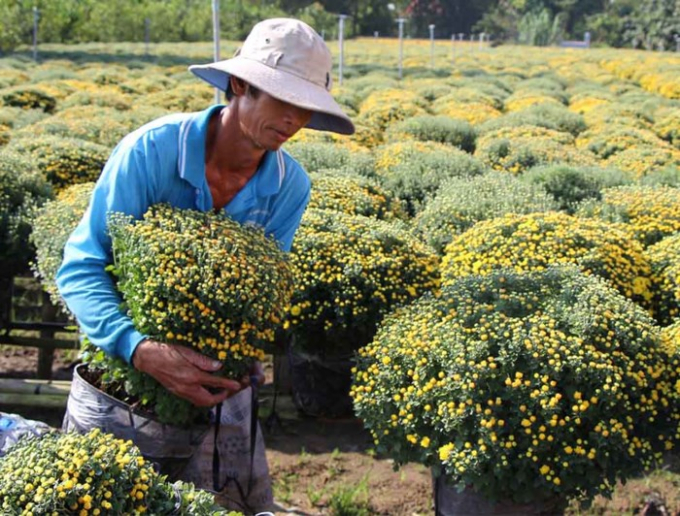 L&agrave;ng hoa 'vạn người m&ecirc;' đ&ocirc;ng nghẹt ng&agrave;y cận Tết