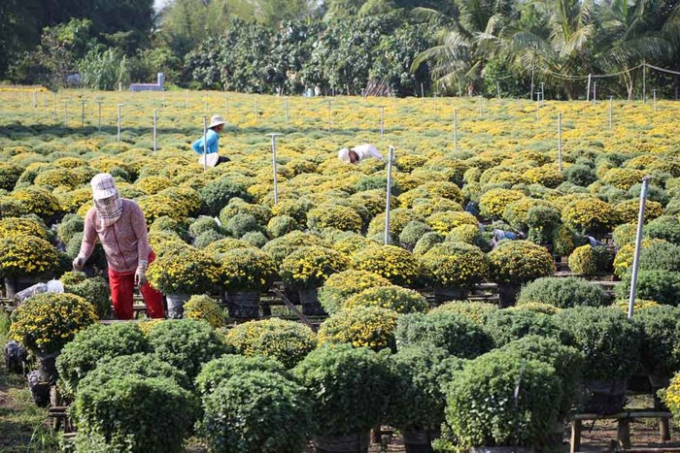 C&aacute;c chủ vườn cho biết v&igrave; đ&acirc;y l&agrave; nghề truyền thống nhiều đời n&ecirc;n phải giữ v&agrave; ph&aacute;t triển. Nghề trồng hoa ở Sa Đ&eacute;c gi&uacute;p họ c&oacute; thu nhập ổn định.