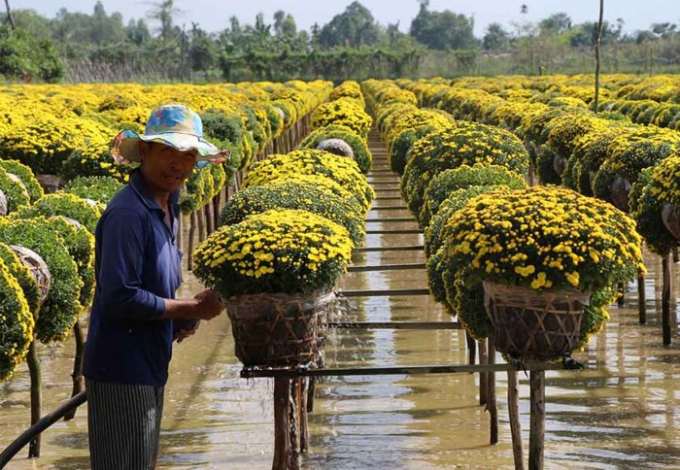 L&agrave;ng hoa 'vạn người m&ecirc;' đ&ocirc;ng nghẹt ng&agrave;y cận Tết