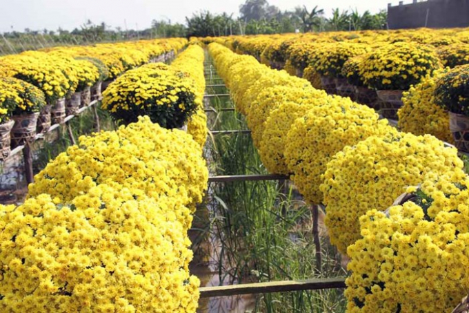 L&agrave;ng hoa 'vạn người m&ecirc;' đ&ocirc;ng nghẹt ng&agrave;y cận Tết