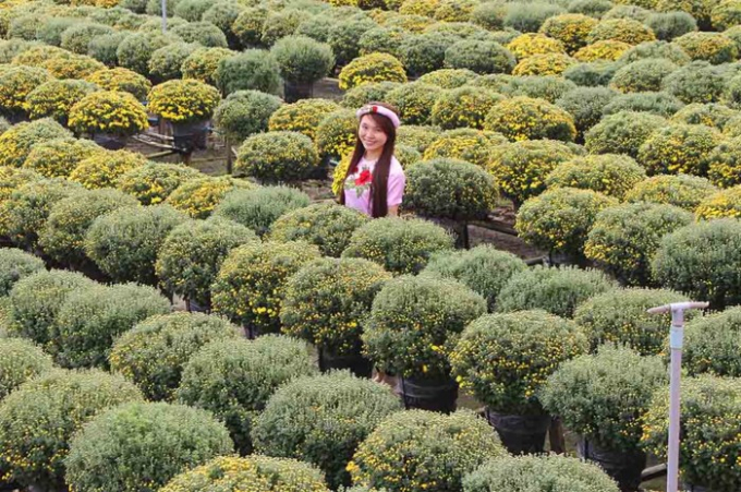 L&agrave;ng hoa 'vạn người m&ecirc;' đ&ocirc;ng nghẹt ng&agrave;y cận Tết