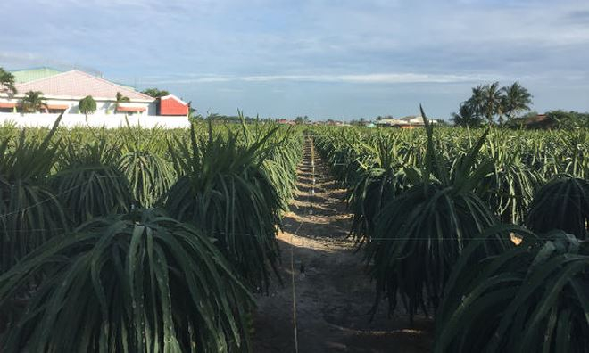 Long Tr&igrave; b&acirc;y giờ chỉ trồng to&agrave;n thanh long