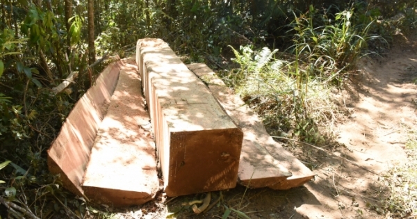 Kon Tum-Gia Lai: Ngang nhiên phá rừng vào những ngày cuối năm