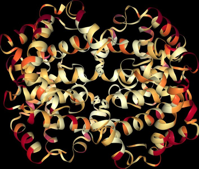 Cấu tr&uacute;c kh&ocirc;ng gian ba chiều của chuỗi protein huyết sắc tố (Hemoglobin) ở người, trong đ&oacute; c&aacute;c đoạn c&oacute; tốc độ tiến h&oacute;a nhanh (m&agrave;u đỏ) v&agrave; chậm (m&agrave;u v&agrave;ng) được t&iacute;nh to&aacute;n bởi ModelFinder.