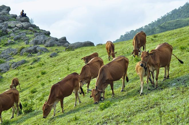 Những đ&agrave;n gia s&uacute;c b&igrave;nh y&ecirc;n gặm cỏ tr&ecirc;n cao nguy&ecirc;n.