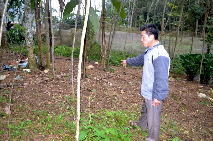 &Ocirc;ng Thương cho biết, trước khi hạt Dổi bung hoa, người d&acirc;n phải ph&aacute;t quang trước mới dễ thu hoạch.