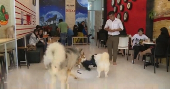 Các quán cà phê chó, mèo hút khách dịp Tết Nguyên đán Mậu Tuất