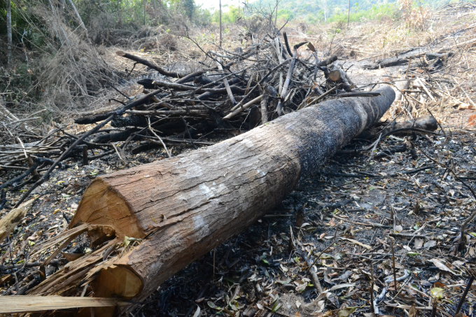 &nbsp;Sau khi rừng bị t&agrave;n ph&aacute;, l&acirc;m tặc đ&atilde; ch&acirc;m lửa đốt để xo&aacute; dấu vết.