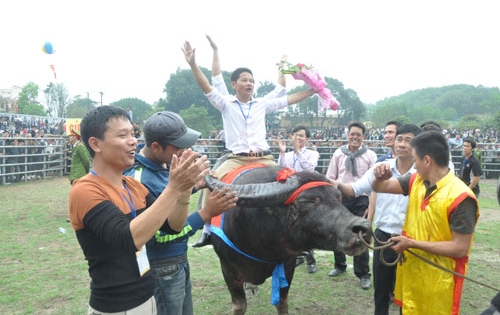 Phú Thọ: Hội chọi trâu Phù Ninh không được bán vé, thu tiền