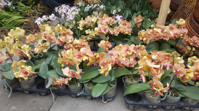 Phong ph&uacute; h&agrave;ng h&oacute;a tại phi&ecirc;n chợ &ldquo;mua may, b&aacute;n rủi&rdquo;