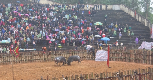 Phú Thọ: Hội chọi trâu Phù Ninh 2018 thu hút hàng nghìn du khách tham gia