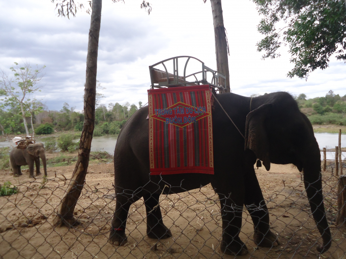 H&igrave;nh minh họa ( Voi nh&agrave; trưởng th&agrave;nh phục vụ du kh&aacute;ch tại Bu&ocirc;n Đ&ocirc;n, Đắk Lắk)