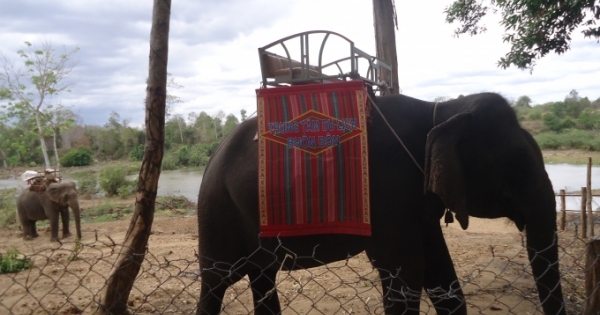 Đắk Nông: Voi 40 tuổi chết trong rừng Cư Jút