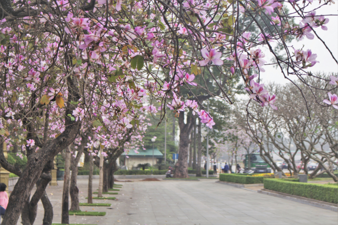 Hoa ban được trồng rất nhiều ở H&agrave; Nội, nhưng những c&acirc;y hoa ban tr&ecirc;n đường Ho&agrave;ng Diệu, Bắc Sơn lu&ocirc;n được nhiều người biết đến hơn cả.