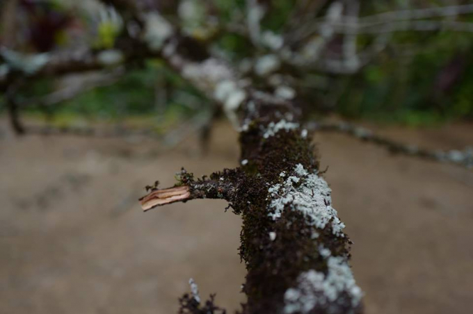 Những th&acirc;n c&acirc;y c&oacute; r&ecirc;u phủ sần s&ugrave;i cổ k&iacute;nh, đẹp mắt.