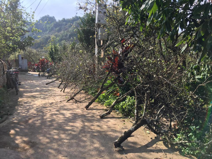 Được biết, những c&acirc;y mận nhỏ c&oacute; gi&aacute; khoảng một triệu đồng đến ba triệu đồng, c&acirc;y lớn, đẹp c&oacute; đủ rễ hoa v&agrave; lộc c&oacute; gi&aacute; từ 10 đến 15 triệu đồng.