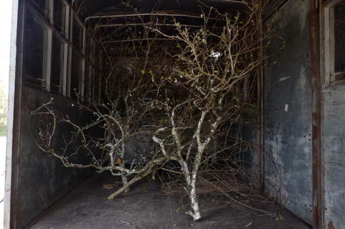 &nbsp;Những c&acirc;y gi&agrave;, th&acirc;n c&acirc;y c&oacute; r&ecirc;u phủ, sần s&ugrave;i gi&aacute; c&agrave;ng cao.