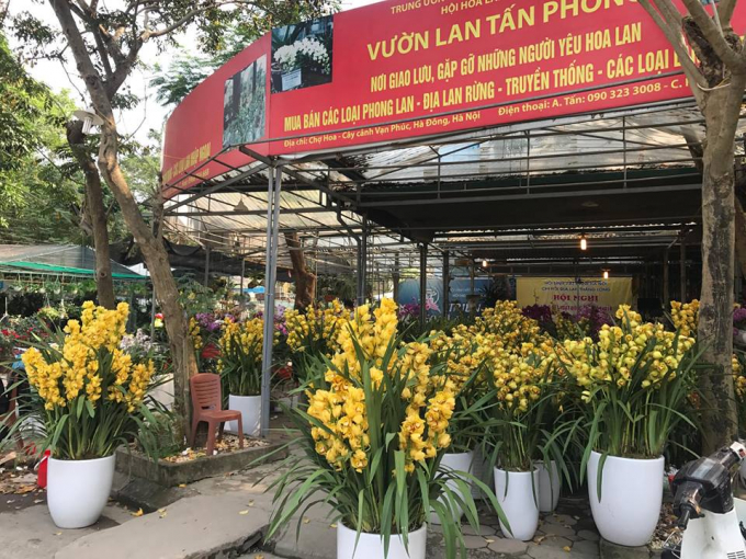 Hoa địa lan Đ&agrave; Lạt với sắc v&agrave;ng