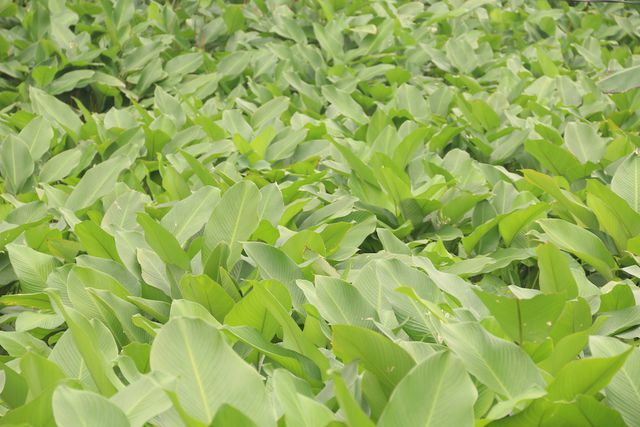 Tr&agrave;ng C&aacute;t l&agrave; l&agrave;ng l&aacute; dong lớn nhất H&agrave; Nội. (Ảnh: D&acirc;n Tr&iacute;)