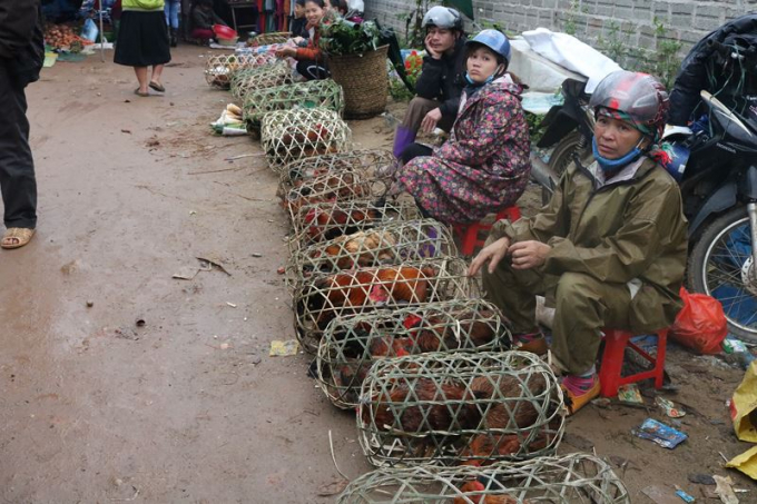 H&agrave;ng loạt d&atilde;y b&aacute;n g&agrave; c&uacute;ng&nbsp;