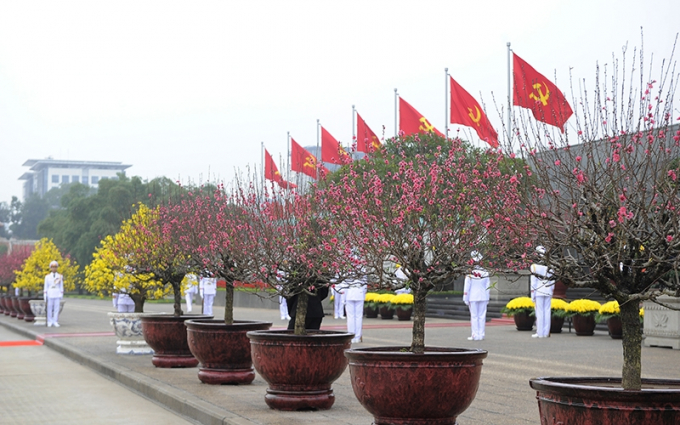 Hoa đào và hoa mai rực rỡ tại Quảng trường Ba Đình. Ảnh: ĐĂNG KHOA.