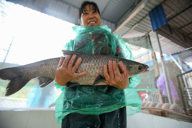 L&agrave;ng Vũ Đại nổi tiếng với m&oacute;n c&aacute; kho được đ&aacute;nh gi&aacute; l&agrave; ngon lạ, hiếm c&oacute; nơi n&agrave;o l&agrave;m được. C&aacute; để kho cũng phải được chọn lựa cẩn thận. Đ&oacute; l&agrave; những con trắm đen c&oacute; th&acirc;n thon d&agrave;i, bụng b&eacute;, trọng lượng từ 3 - 5 kg, thời gian nu&ocirc;i ăn ốc từ 3 năm trở l&ecirc;n.&nbsp;