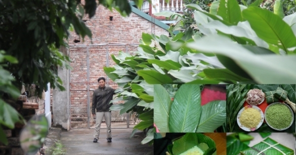 Về “thủ phủ” trồng loại lá làm nên chiếc bánh không thể thiếu trong ngày Tết Nguyên Đán