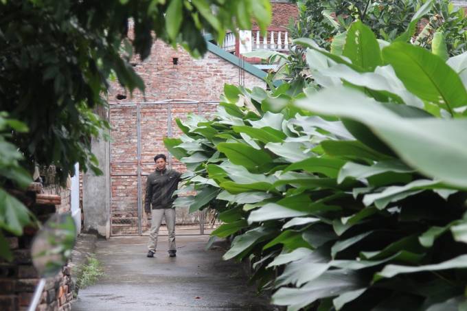 Anh Tuyến b&ecirc;n vườn l&aacute; Dong tại một gia đ&igrave;nh nhiều năm trồng l&aacute; Dong tại th&ocirc;n Tr&agrave;ng C&aacute;t.