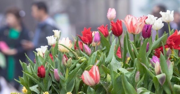 Lên Bà Nà Tết Kỷ Hợi, ngắm đàn heo dễ thương chưa từng thấy