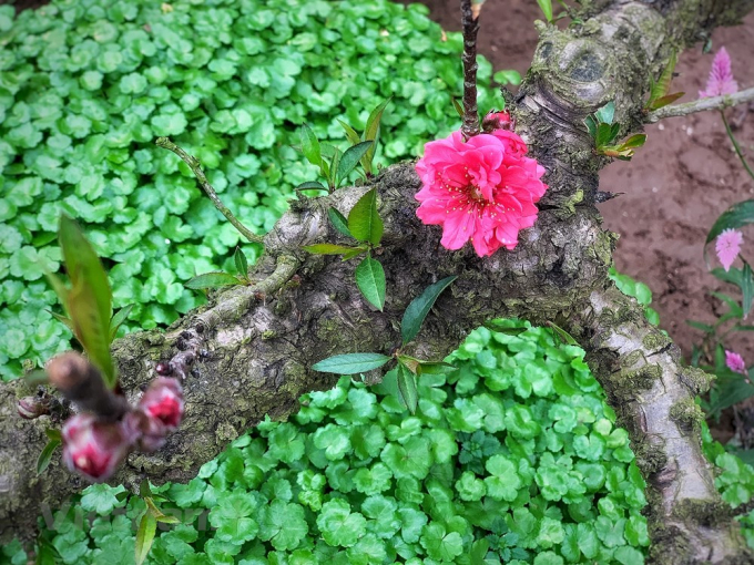 Với giống đ&agrave;o Thất thốn, người ta kh&ocirc;ng thể l&yacute; giải v&igrave; sao nụ hoa lại c&oacute; thể bật ra từ những chai sần, kh&ocirc; khốc như thế m&agrave; b&ocirc;ng vẫn to hơn bất kỳ lo&agrave;i hoa đ&agrave;o n&agrave;o kh&aacute;c. (Ảnh: Tố Linh/Vietnam+)