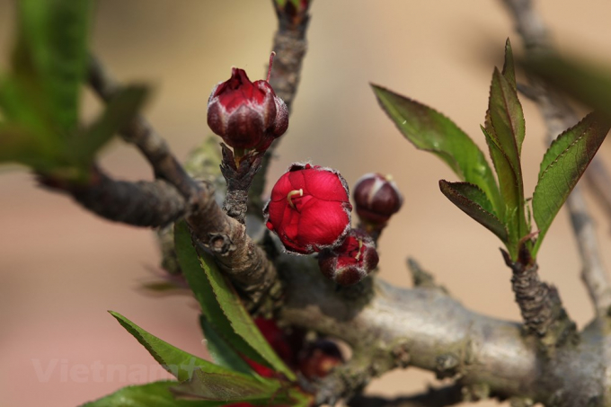 Đặc biệt, với sắc đỏ đậm m&agrave;u tiết d&ecirc; th&igrave; m&agrave;u hoa c&agrave;ng đỏ c&agrave;ng qu&yacute;, bởi tượng trưng cho kh&iacute; ấm m&ugrave;a Xu&acirc;n. (Ảnh: Tố Linh/Vietnam+)