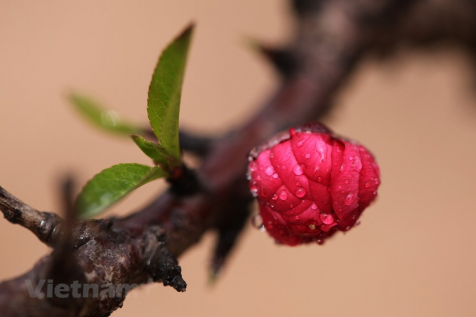 Giống đ&agrave;o qu&yacute; hiếm của l&agrave;ng hoa Nhật T&acirc;n