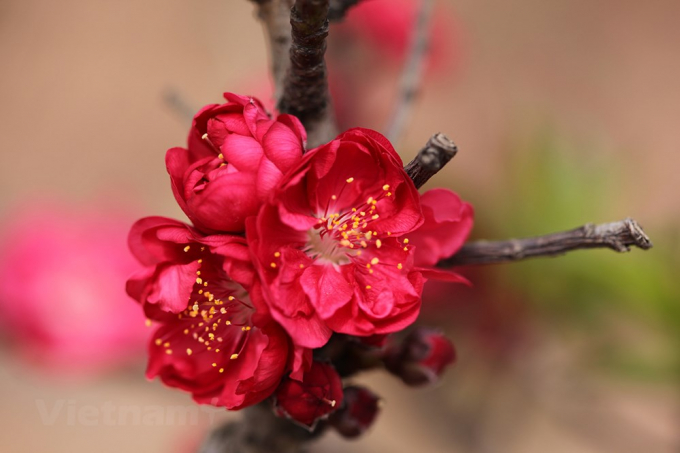 Loại n&agrave;y c&oacute; m&agrave;u đỏ, hoa thắm, lộc l&aacute; nhiều, th&acirc;n s&ugrave; s&igrave;.(Ảnh: Tố Linh/Vietnam+)