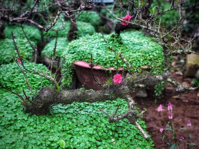 Những gốc đ&agrave;o Thất thốn của anh L&ecirc; H&agrave;m, l&agrave;ng Nhật T&acirc;n. (Ảnh: Tố Linh/Vietnam+)