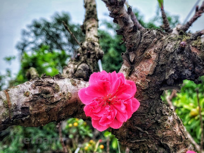 Những c&aacute;nh hoa bật l&ecirc;n từ gốc c&acirc;y s&ugrave; s&igrave;.&nbsp;(Ảnh: Tố Linh/Vietnam+)