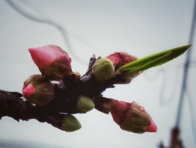 Nhưng đặc biệt hơn cả c&oacute; lẽ l&agrave; Thất thốn 5 c&aacute;nh đơn, vừa qu&yacute; hiếm lại kh&oacute; chơi, k&eacute;n người chơi v&agrave; gi&aacute; th&igrave; cao ngất ngưởng tới v&agrave;i trăm triệu đồng một c&acirc;y. (Ảnh: CTV/Vietnam+)