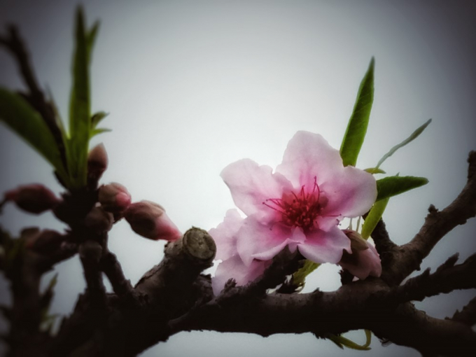 Giống Thất thốn 5 c&aacute;nh đơn c&aacute;nh hoa mềm-trong-s&aacute;ng-tươi. Những b&ocirc;ng đẹp mỹ m&atilde;n nhất, thắm nhất chỉ c&oacute; ở những c&acirc;y thật gi&agrave; tầm 10 năm tuổi trở l&ecirc;n v&agrave; độ đẹp đạt đỉnh thường ở tầm c&acirc;y 30-40 năm tuổi. (Ảnh: CTV/Vietnam+)