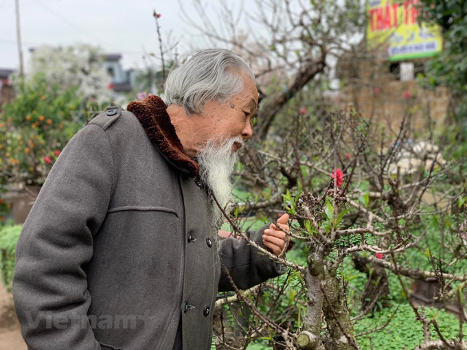 'Huyền thoại' đất đ&agrave;o, cụ Chu Tử Th&agrave;nh b&ecirc;n sắc đ&agrave;o Nhật T&acirc;n. (Ảnh: Tố Linh/Vietnam+)